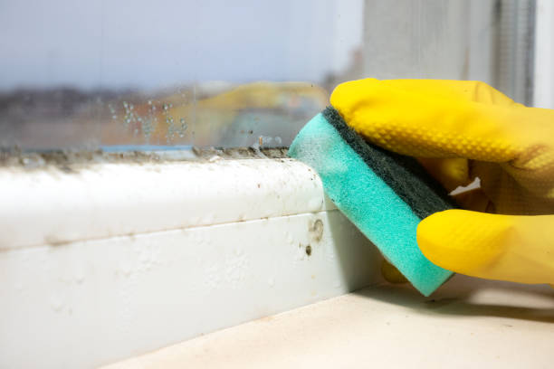 Best Certified Mold Removal  in Madelia, MN