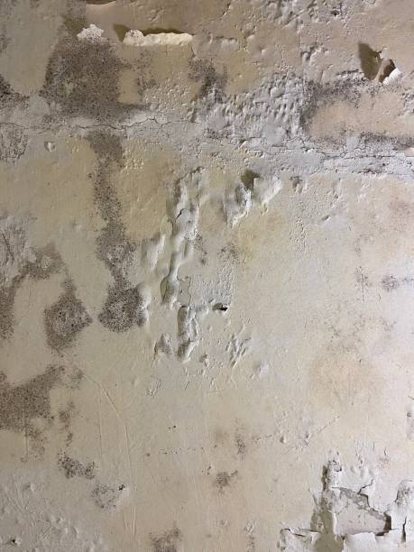 Best Mold Testing  in Madelia, MN