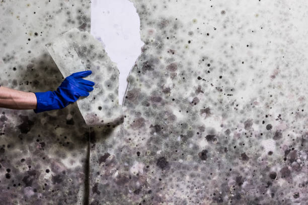 Attic Mold Removal in Madelia, MN