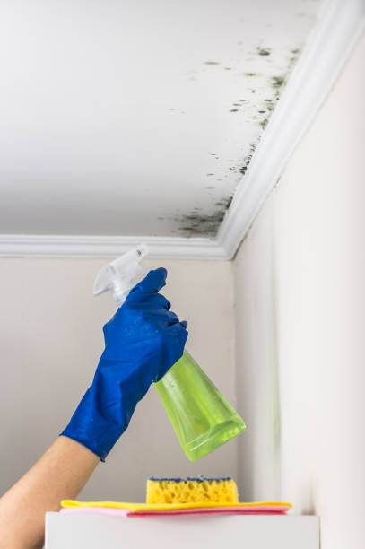 Best Attic Mold Removal  in Madelia, MN