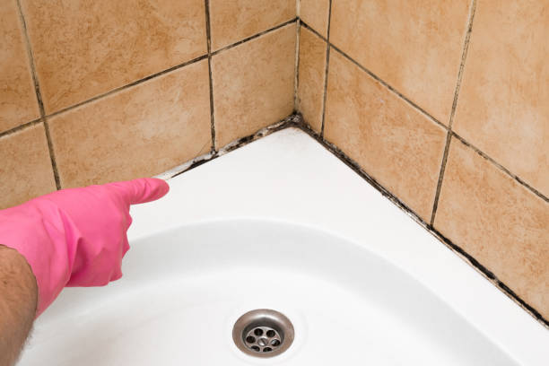 Best Mold Testing  in Madelia, MN